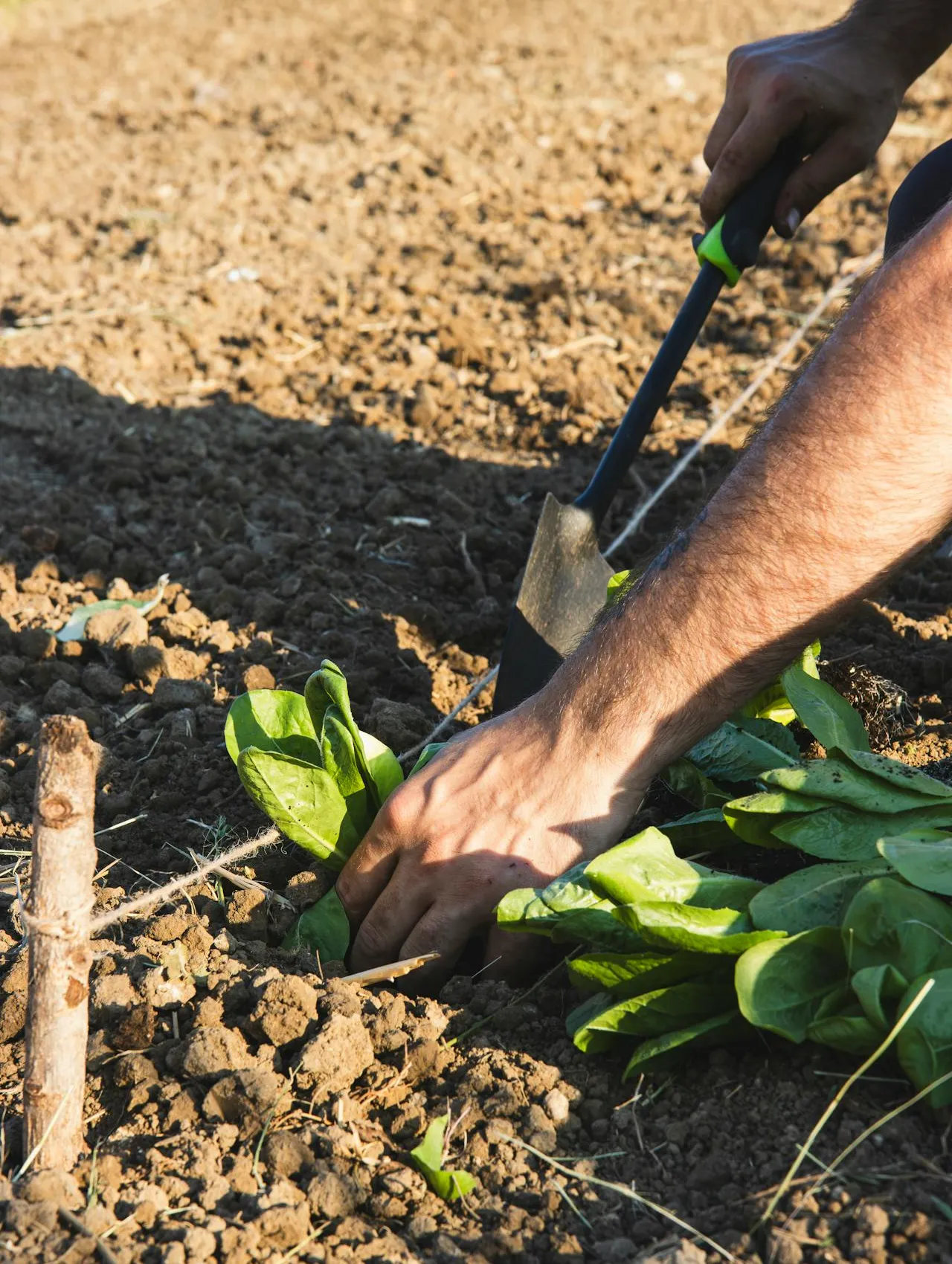 Şözleşmeli Tohum Üretimi